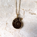 AMMONITE